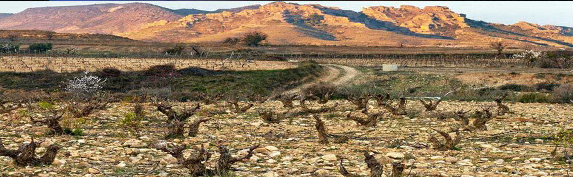 Vineyards of the Winery